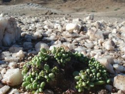 Portulacaria pygmaea having a ball in the desert
